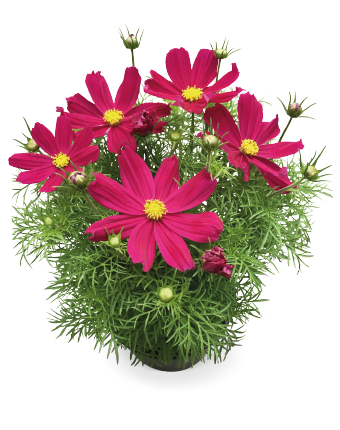 
                        Cosmos
             
                        bipinnatus
             
                        Casanova
             
                        Red
            