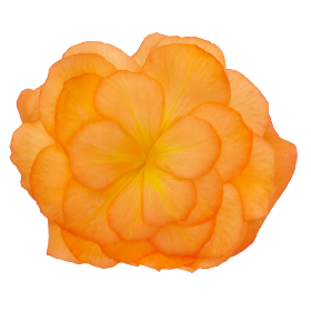 Nonstop® Mocca Bright Orange