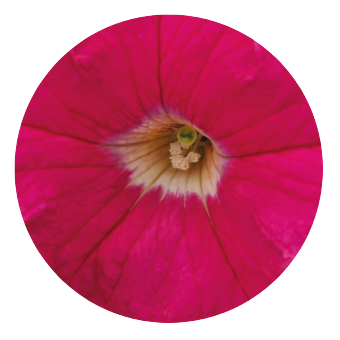 
                        Petunia
             
                        x hybrida grandiflora F₁
             
                        SUCCESS! 360°
             
                        Deep Pink
            