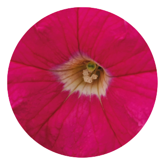 Petunia
x hybrida grandiflora F₁
SUCCESS! 360°
Deep Pink