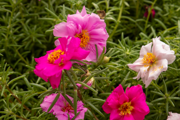 
                        Portulaca
             
                        grandiflora F₁
             
                        Sundial
             
                        Valentine Mix
            