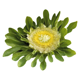 Callistephus chinensis Hulk 