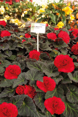 
                        Begonia
             
                        tuberhybrida F₁
             
                        Nonstop® Mocca
             
                        Scarlet
            