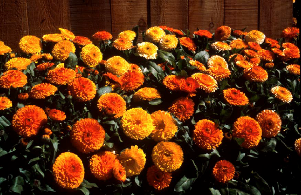 
                        Calendula
             
                        officinalis
             
                        Bon Bon
            