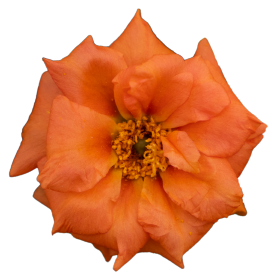   Sundial Tangerine