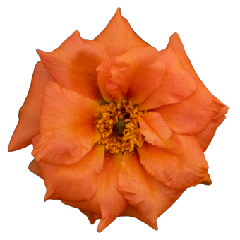 
                        Portulaca
             
                        grandiflora F₁
             
                        Sundial
             
                        Tangerine
            