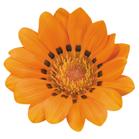 Gazania rigens Talent® Orange