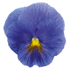   Inspire® Plus True Blue