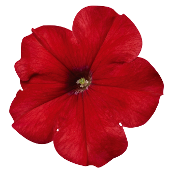 
                        Petunia
             
                        x hybrida multiflora F₁
             
                        Celebrity
             
                        Red
            