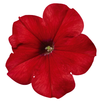 
                        Petunia
             
                        x hybrida F₁
             
                        Celebrity
             
                        Red
            