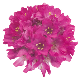 Armeria maritima Morning Star Deep Rose