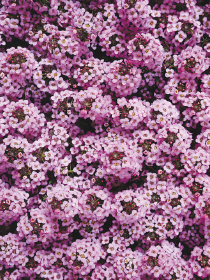   Wonderland Lavender