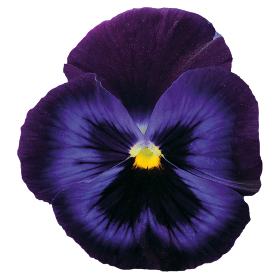   Inspire® DeluXXe® Denim