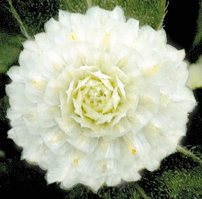 
                        Gomphrena
             
                        globosa
             
                        Buddy
             
                        White
            