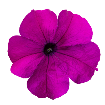 
                        Petunia
             
                        x hybrida F₁
             
                        SUCCESS!® 360°
             
                        Violet
            