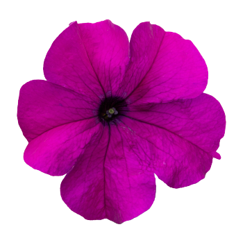 
                        Petunia
             
                        x hybrida F₁
             
                        SUCCESS! 360°
             
                        Violet
            