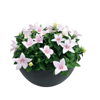 
                        Platycodon
             
                        grandiflorus F₁
             
                        Pop Star
             
                        Pink
            