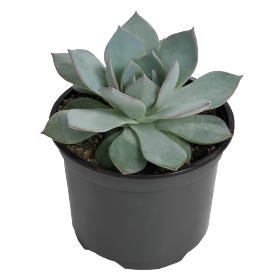 Echeveria peacockii
