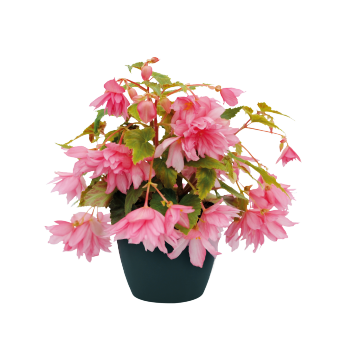 
                        Begonia
             
                        x hybrida F₁
             
                        Funky®
             
                        Light Pink
            