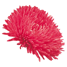   Gala Scarlet