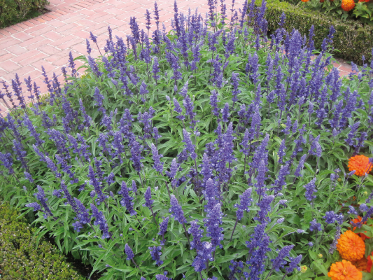 
                        Salvia
             
                        farinacea
             
                        Victoria
             
                        Blue
            