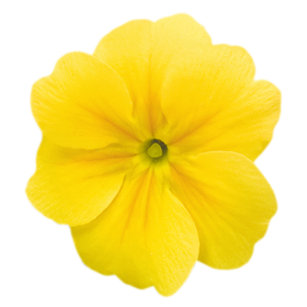 Crescendo® Yellow