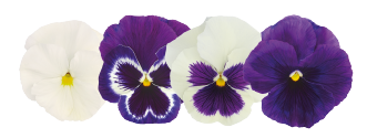 
                        Viola
             
                        wittrockiana F₁
             
                        Inspire® Plus
             
                        Blueberry Pie Mix
            