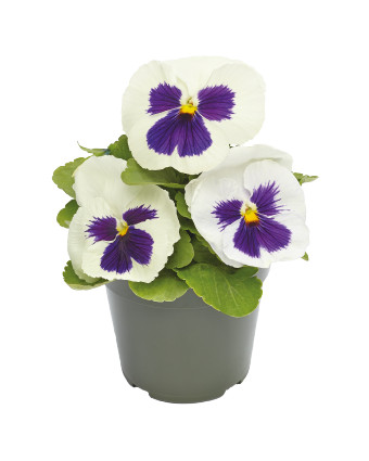 
                        Viola
             
                        wittrockiana F₁
             
                        Inspire® DeluXXe®
             
                        White Blotch
            