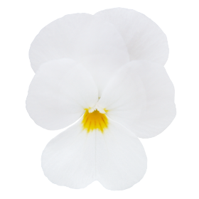 Admire® White