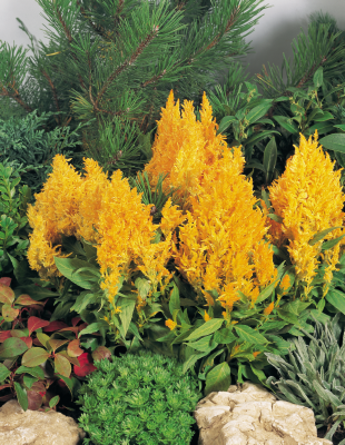 
                        Celosia
             
                        plumosa
             
                        Fresh Look
             
                        Yellow
            