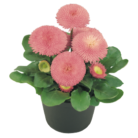   Tasso® Pink