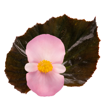 
                        Begonia
             
                        interspecific F₁
             
                        Stonehedge
             
                        Light Pink Bronze Leaf
            
