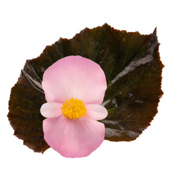 
                        Begonia
             
                        x hybrida F₁
             
                        Stonehedge
             
                        Light Pink Bronze Leaf
            