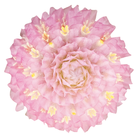 Gomphrena globosa Las Vegas Pink