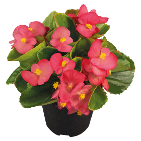   Sprint Plus Lipstick