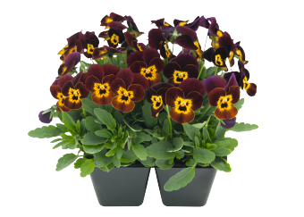 Viola
cornuta F₁
Admire®
Ruby Gold
