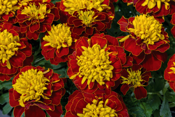 Tagetes patula Super Hero Spry | Benary