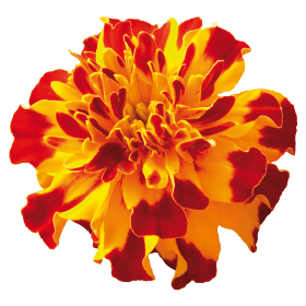 Tagetes patula Safari Bolero