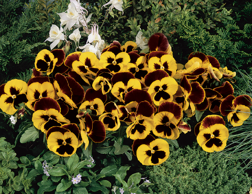 Viola wittrockiana F₁ Inspire® Yellow Red Wing | Benary