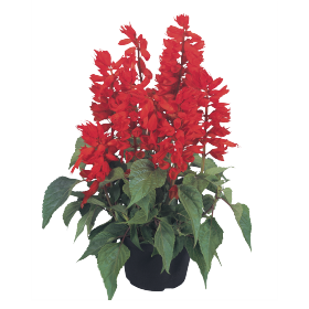Salvia splendens Salvano 