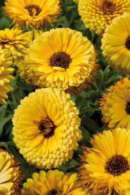 
                        Calendula
             
                        officinalis
             
                        Touch of Red
             
                        Yellow
            