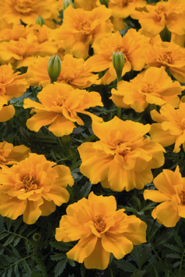 
                        Tagetes
             
                        patula
             
                        Safari
             
                        Orange
            