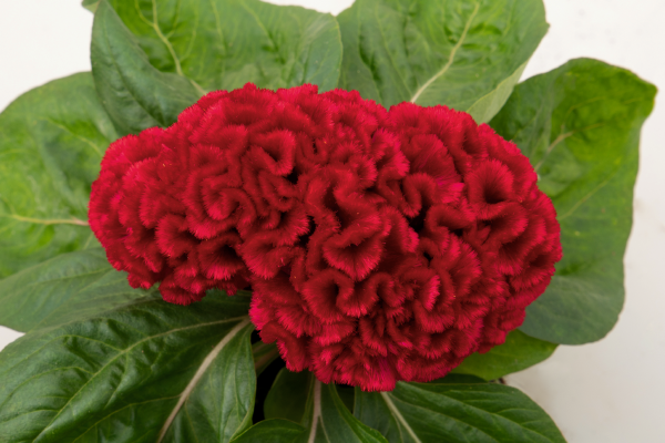 
                        Celosia
             
                        cristata
             
                        Brainiac
             
                        Robo Red
            