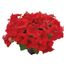 SUCCESS!® 360° Red