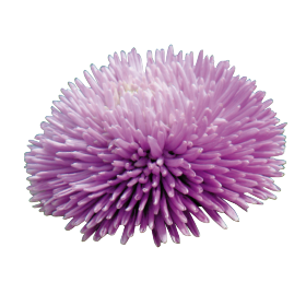   Gala Lavender