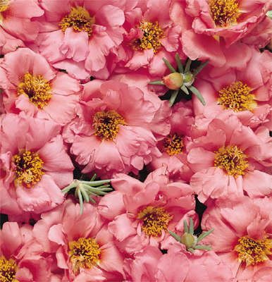 Portulaca
grandiflora F₁
Sundial
Peach