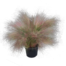 Muhlenbergia reverchonii Rosy 