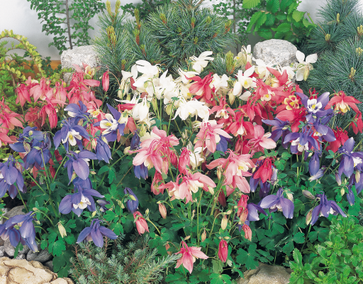 
                        Aquilegia
             
                        hybrida F₁
             
                        Spring Magic®
             
                        Pink & White
            