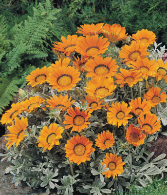 
                        Gazania
             
                        rigens
             
                        Talent®
             
                        Orange
            