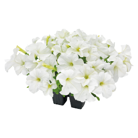   SUCCESS!® 360° White